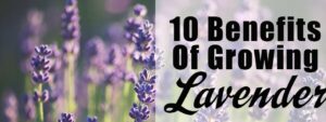 10 Benefits of Growing Lavender