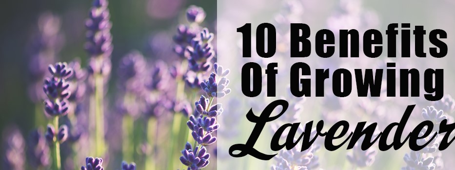 You are currently viewing 10 Benefits of Growing Lavender